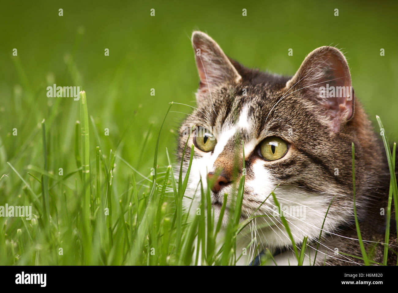 animali domestici Foto Stock