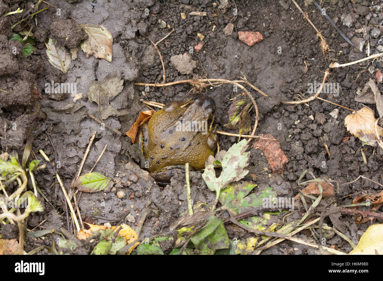 Il rospo comune la preparazione di hibernate nel suolo. Foto Stock