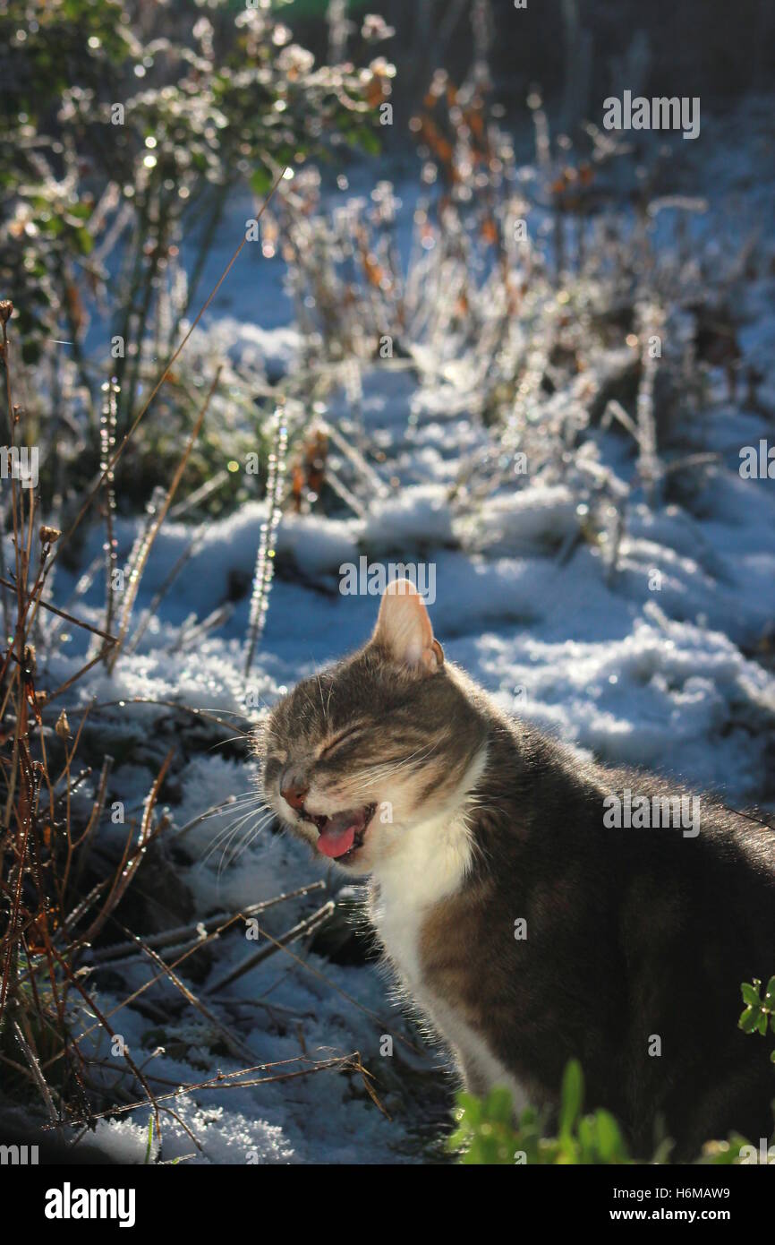 Happy cat in inverno Foto Stock