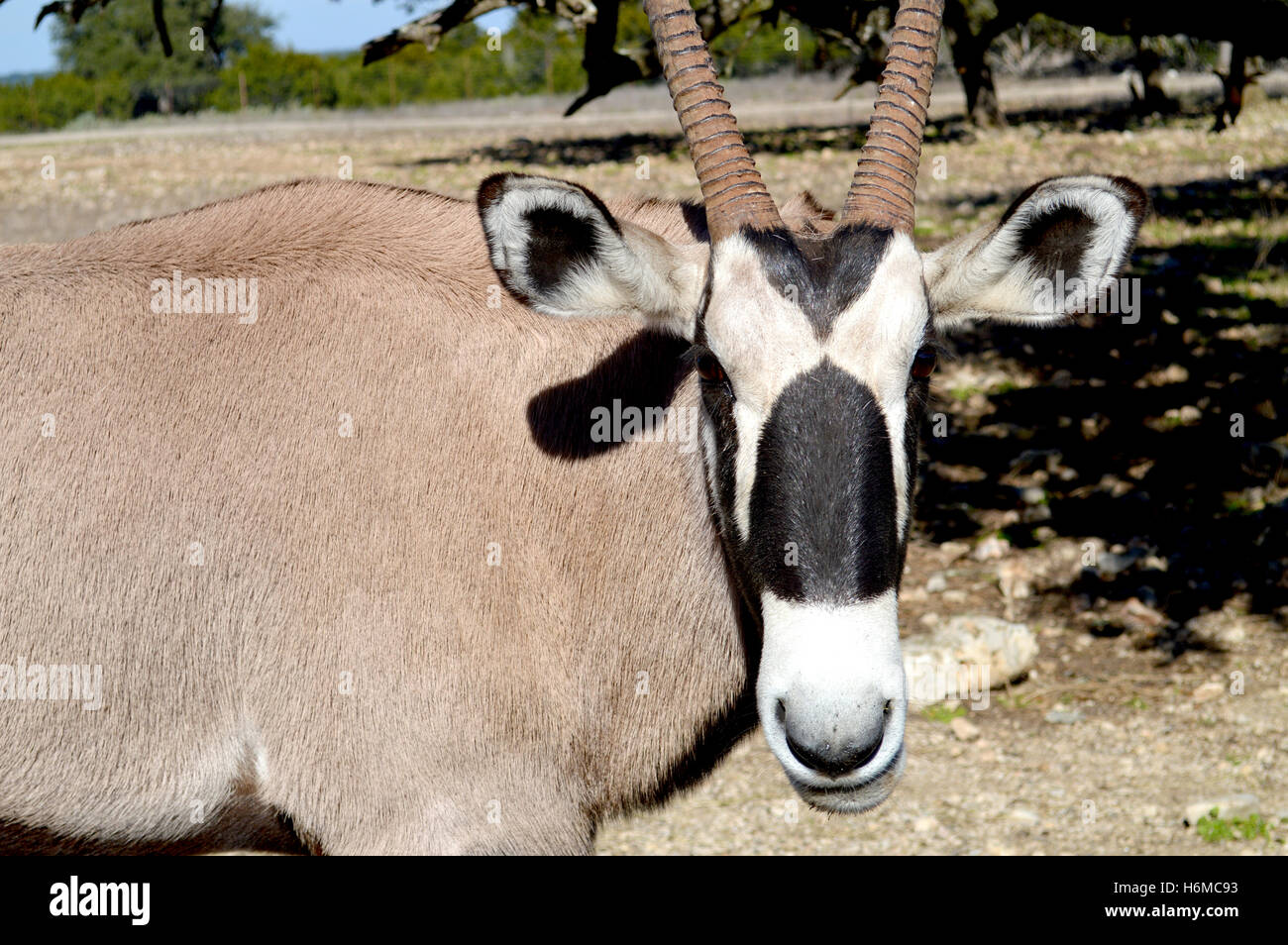 Prese presso lo zoo Safari in San Antonio Foto Stock