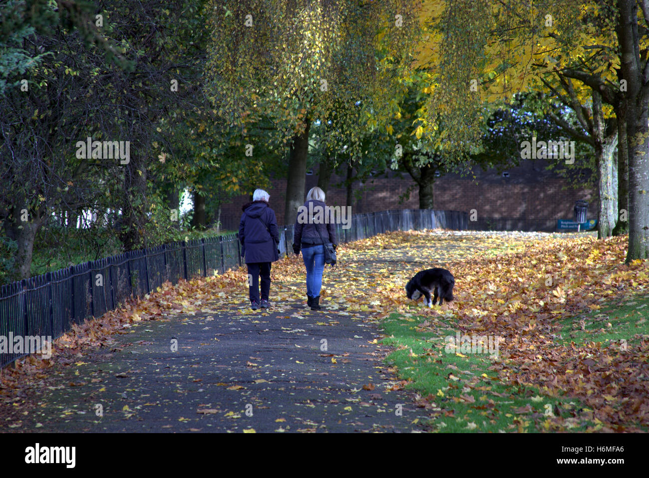 Due Donna che cammina in foglie di autunno percorso cosparso di foglie con cane collie Foto Stock