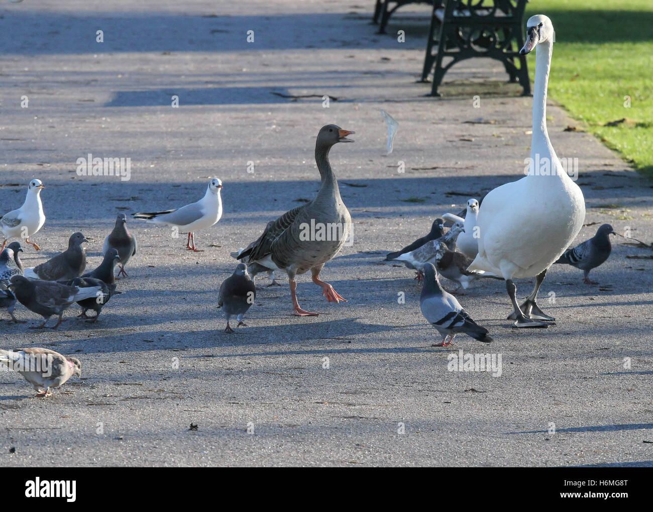 Uccelli selvatici in lotta per il pane a Lurgan Parco Lago, Lurgan, nella contea di Armagh nell'Irlanda del Nord. Foto Stock