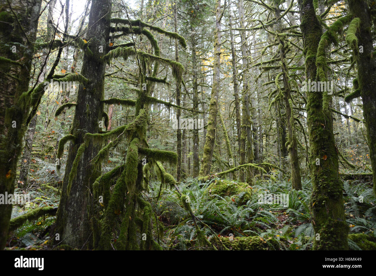 Una foresta pluviale di conifere scura e temperata nelle Montagne della Costa, vicino alle sorgenti termali di Harrison, British Columbia, Canada Foto Stock