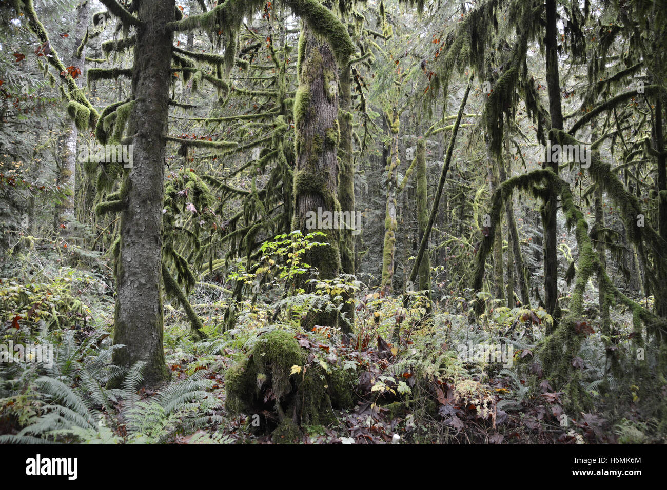 Boschi di latifoglie e conifere in costiera la foresta pluviale temperata in Costa montagne della British Columbia, Canada Foto Stock
