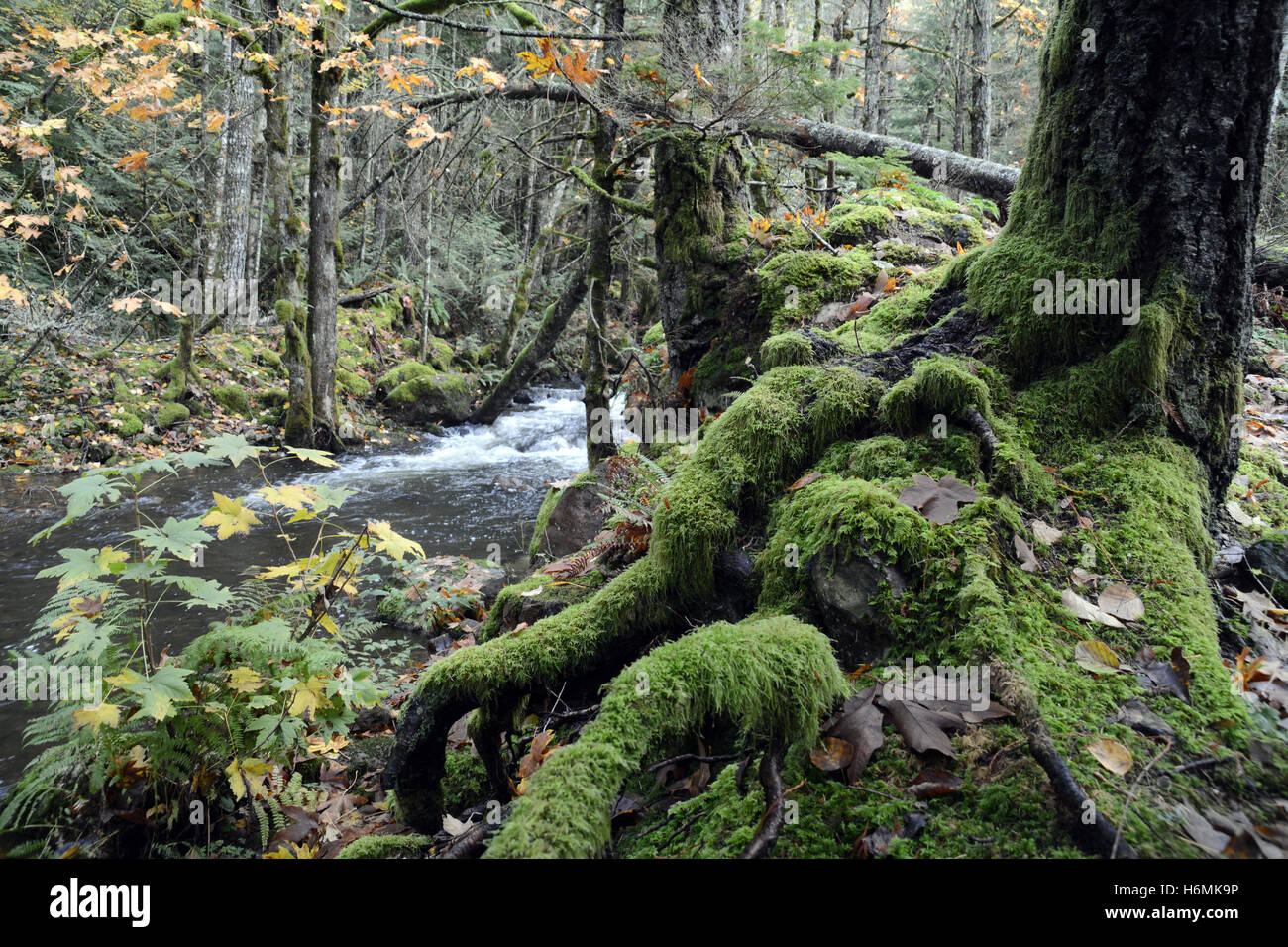 Alberi decidui e conifere e le loro radici accanto a un torrente in una foresta pluviale costiera temperata nelle Montagne costiere della Columbia Britannica, Canada Foto Stock