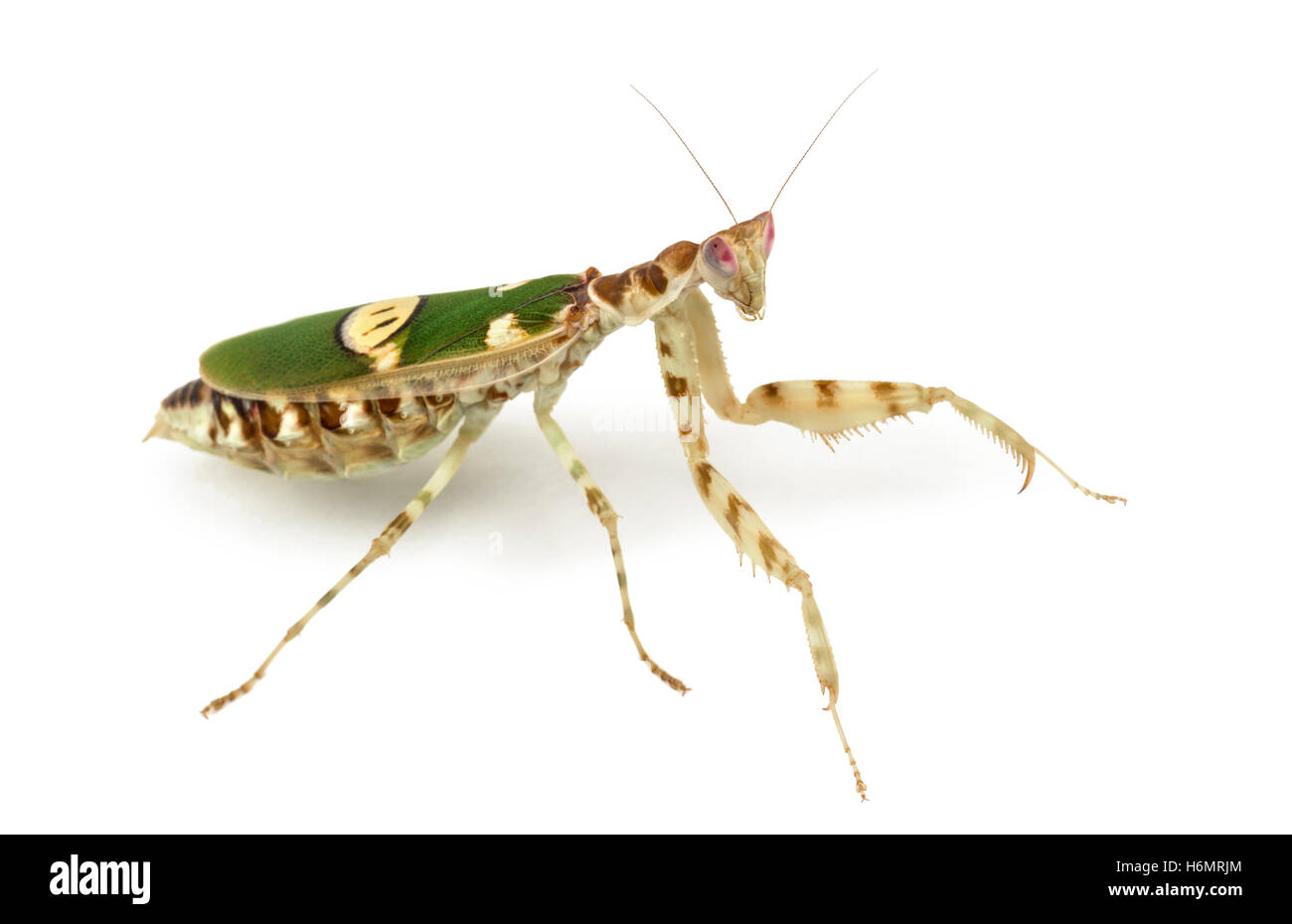 Fiore femmina mantis - Creobroter gemmatus, isolato su bianco Foto Stock