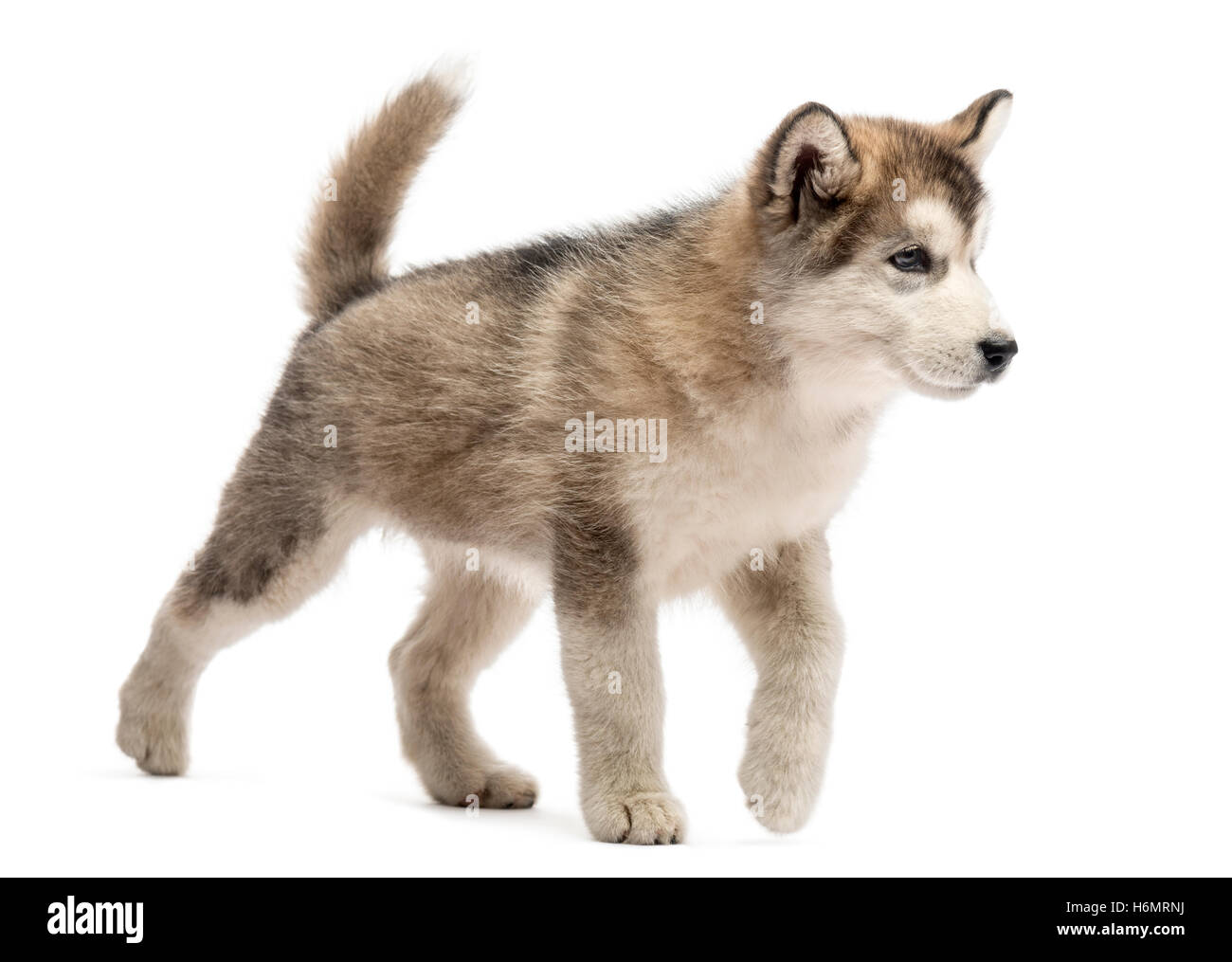 Alaskan Malamute cucciolo isolato a piedi su bianco Foto Stock