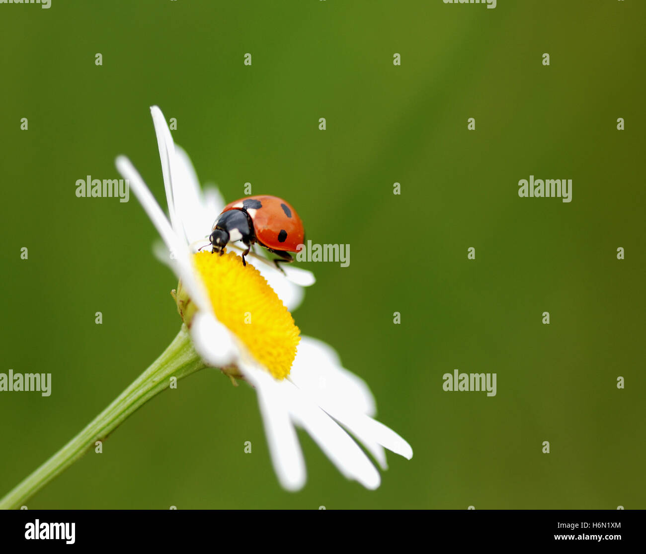 altri animali Foto Stock