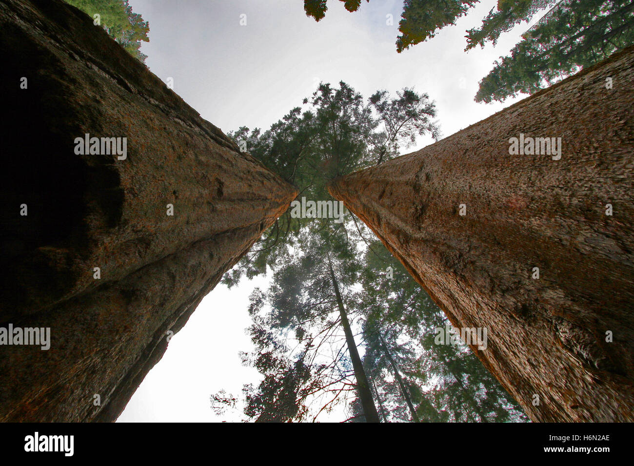 foreste di alberi Foto Stock