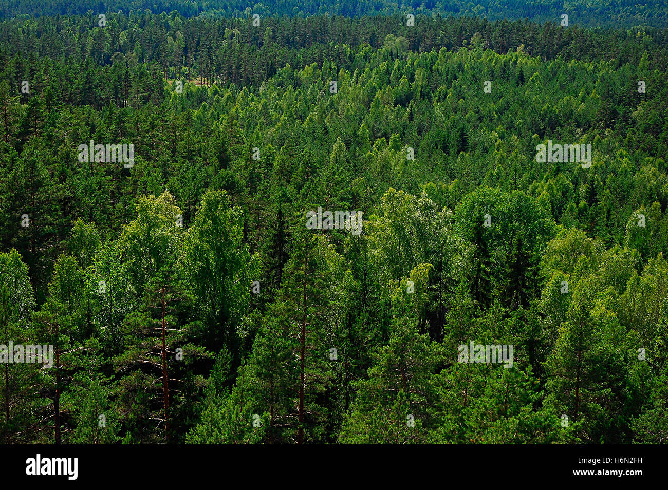 Polmone verde - area forestale in Svezia Foto Stock