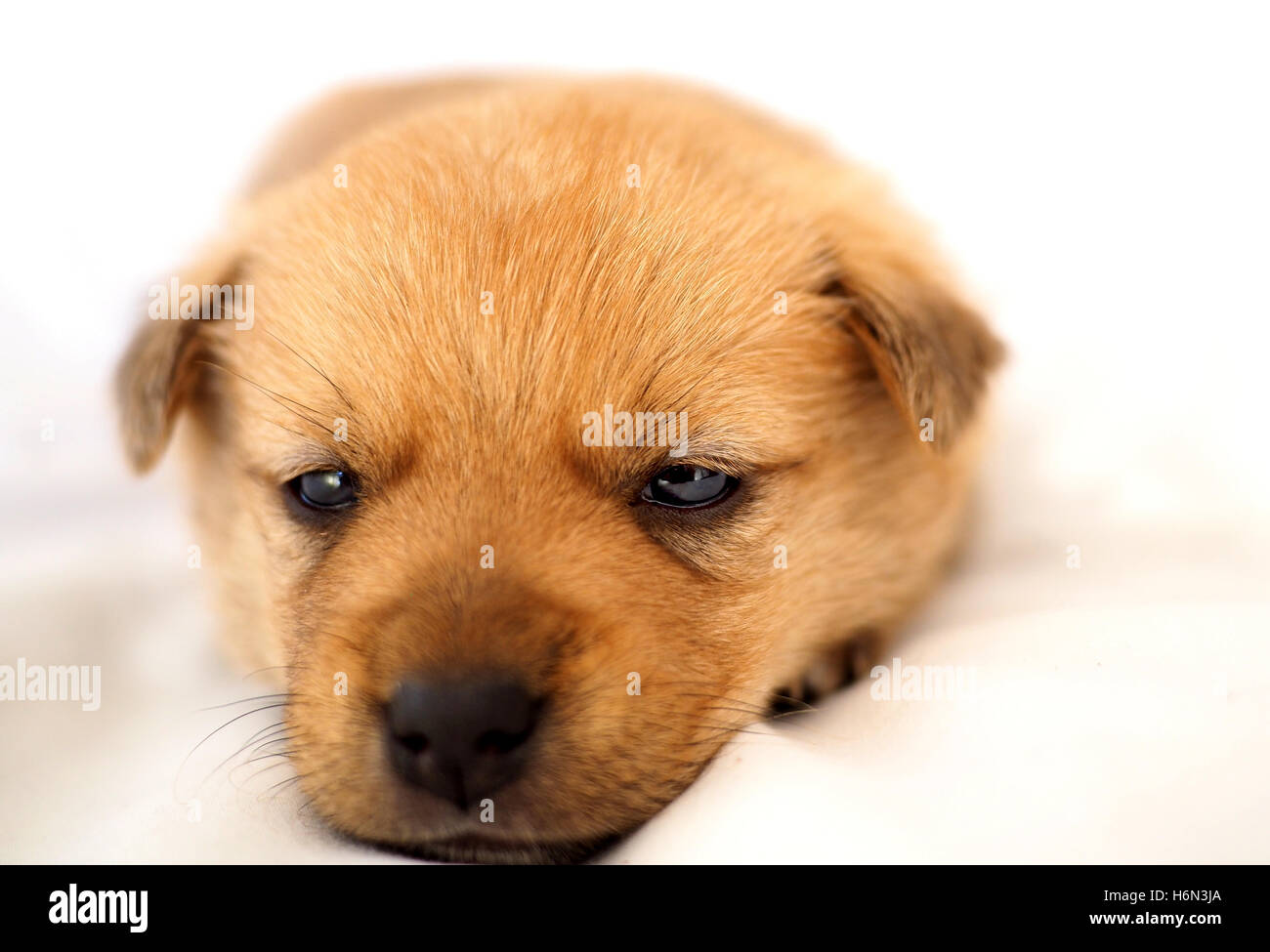 Carino sonnolento piccolo cucciolo Foto Stock