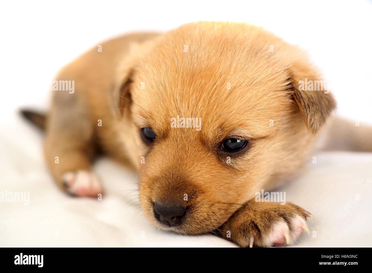 Little baby cucciolo giacente su sfondo bianco Foto Stock