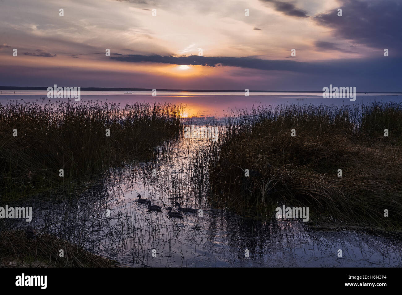 Trama al tramonto con le anatre Foto Stock