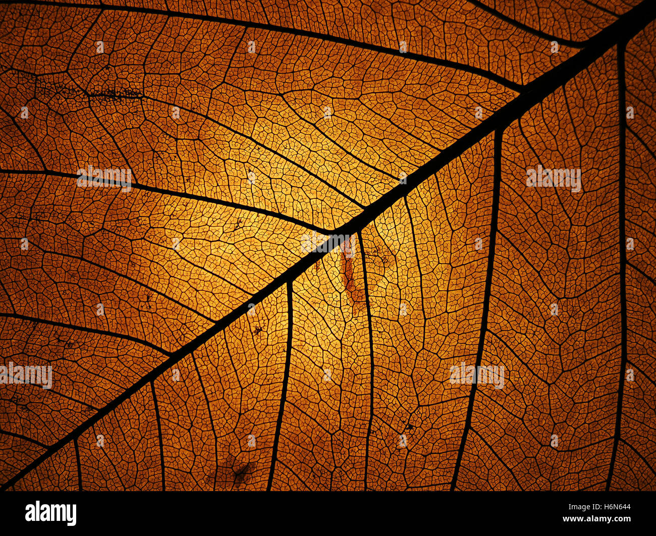 foreste di alberi Foto Stock