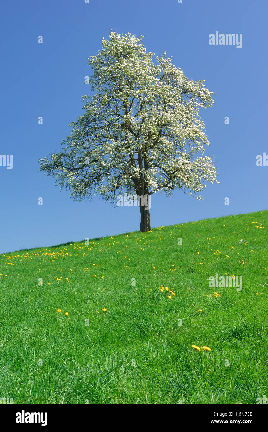 Birnbaum Foto Stock