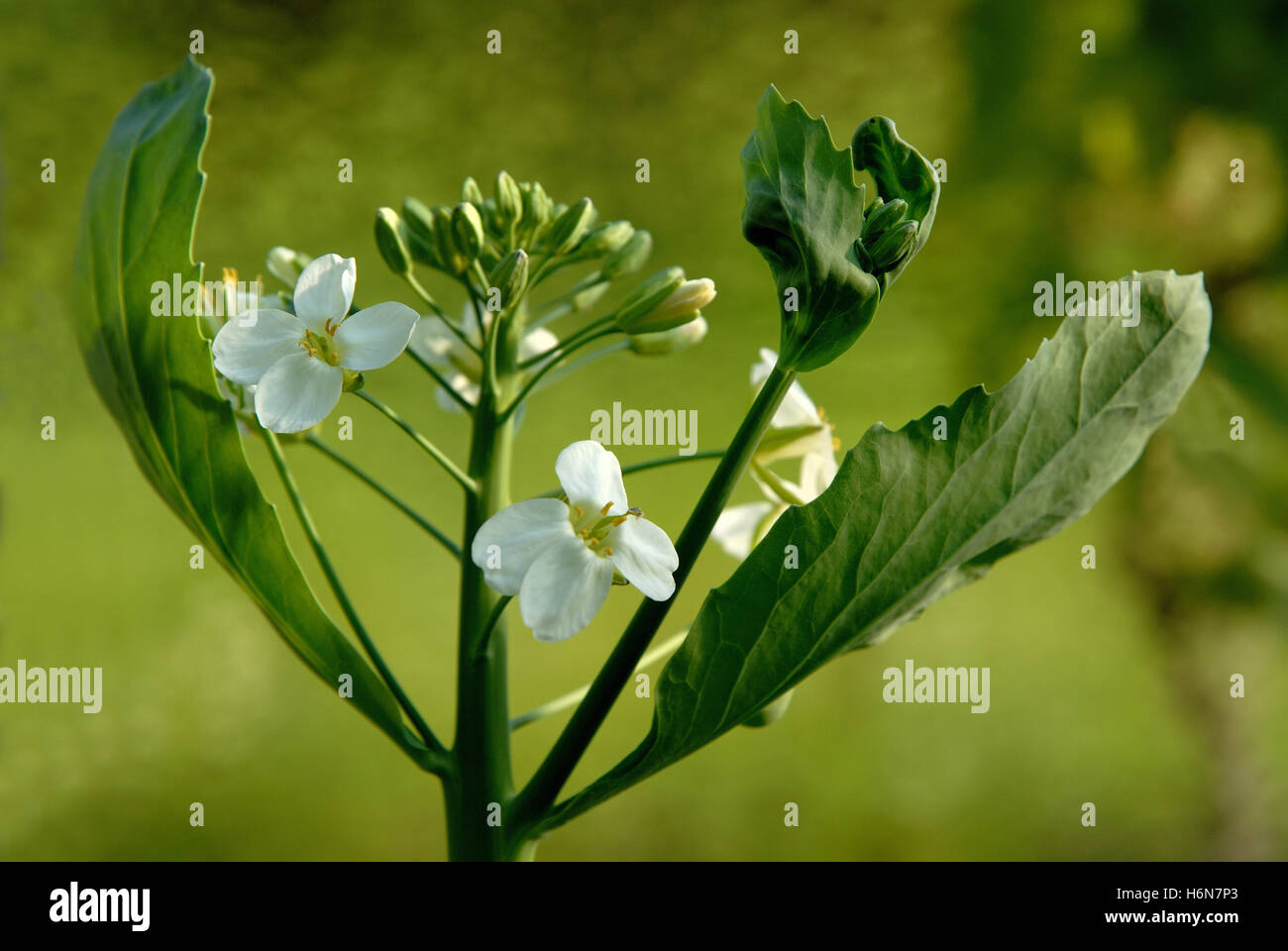 Broccoli cinesi Foto Stock