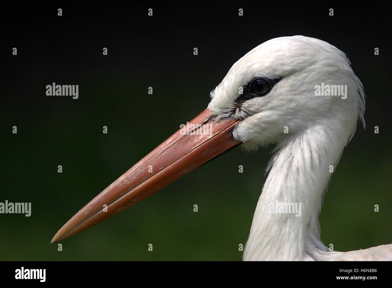 uccelli Foto Stock