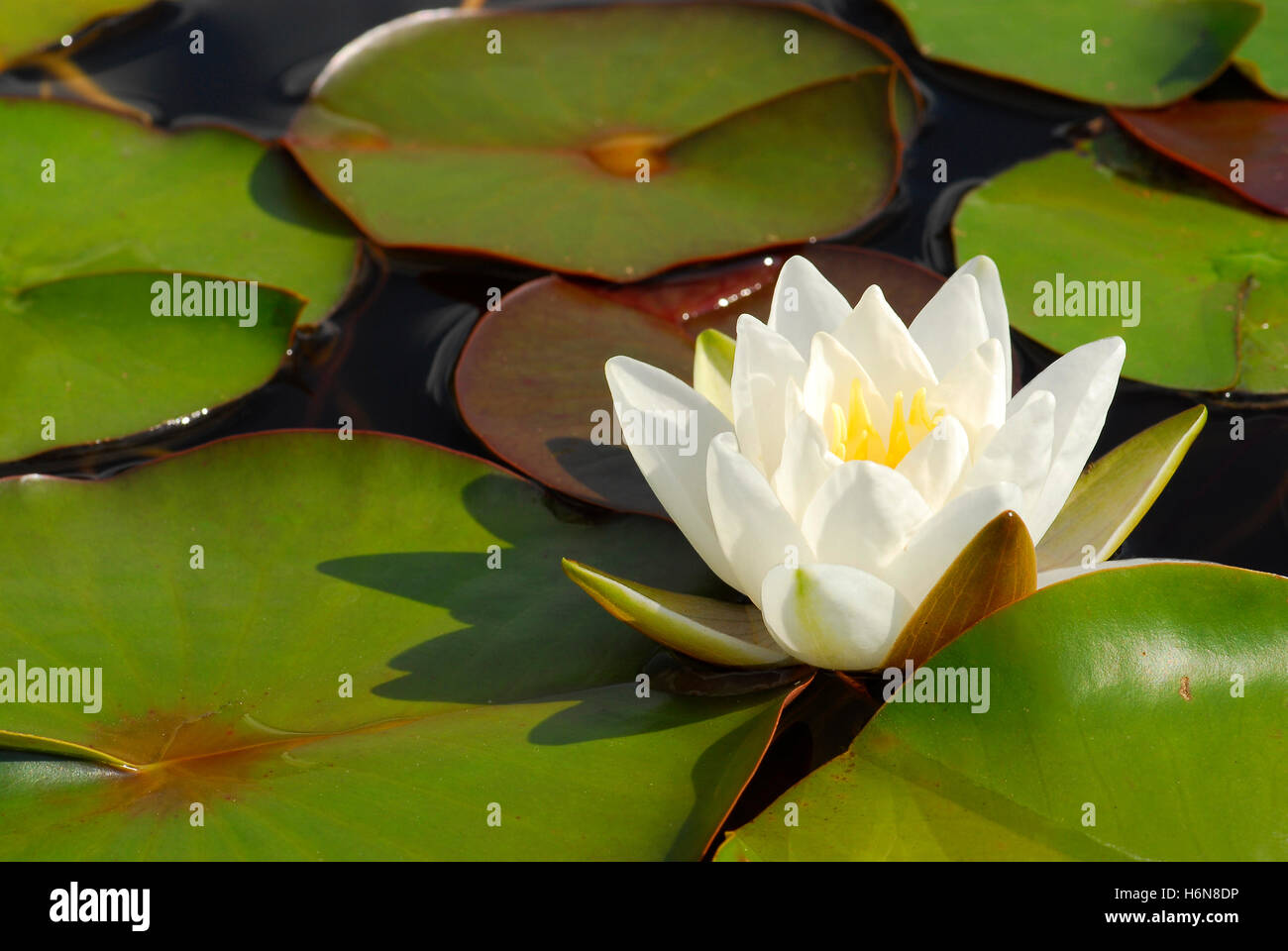 White water lily Foto Stock