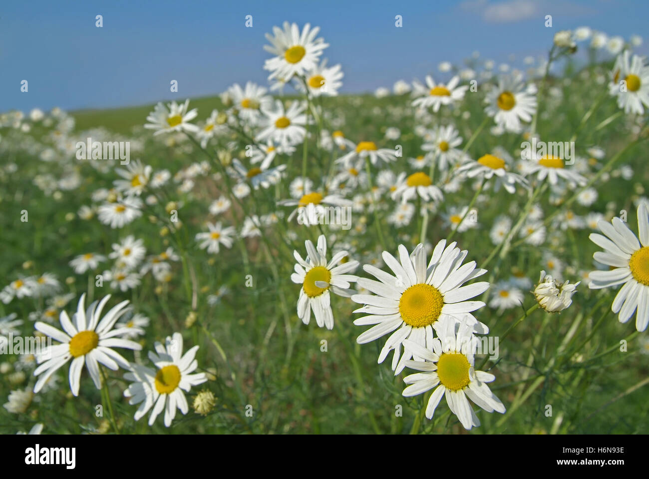 camomilla Foto Stock