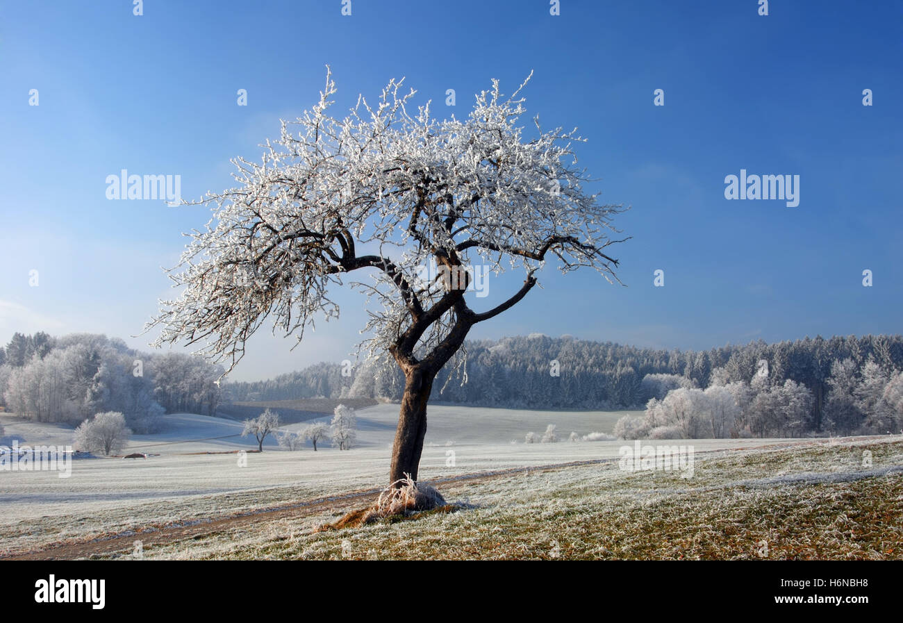 Albero incantato in inverno Foto Stock