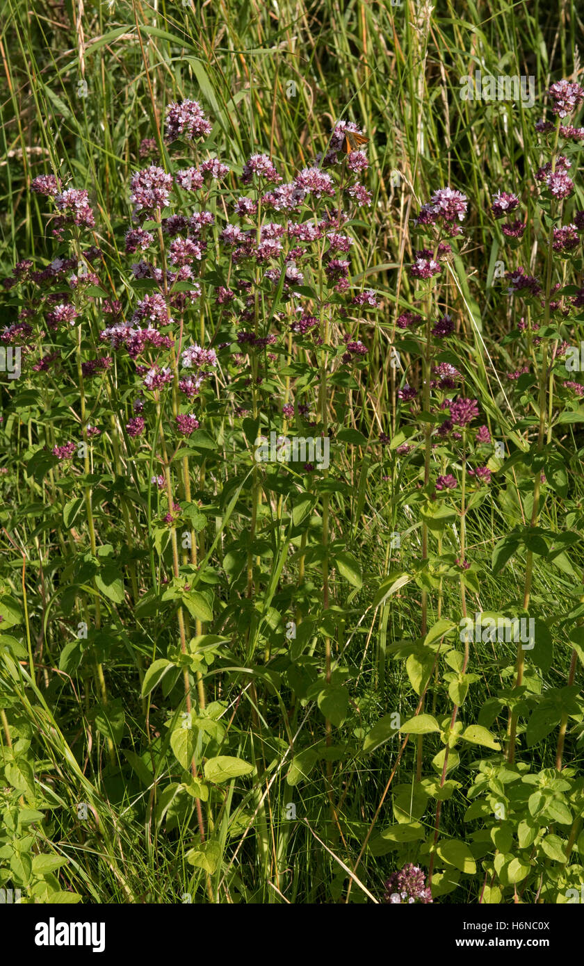Wild maggiorana o origano, Origanum vulgare, piante fiorite su downland prateria, Berkshire, Luglio Foto Stock