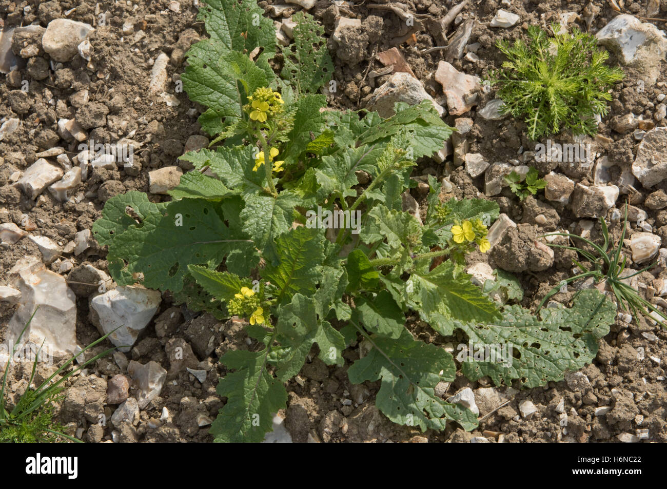 Breve charlock, Sinapis arvense, fioritura di piante infestanti su terreni sassosi downland suolo, Berkshire, Luglio Foto Stock