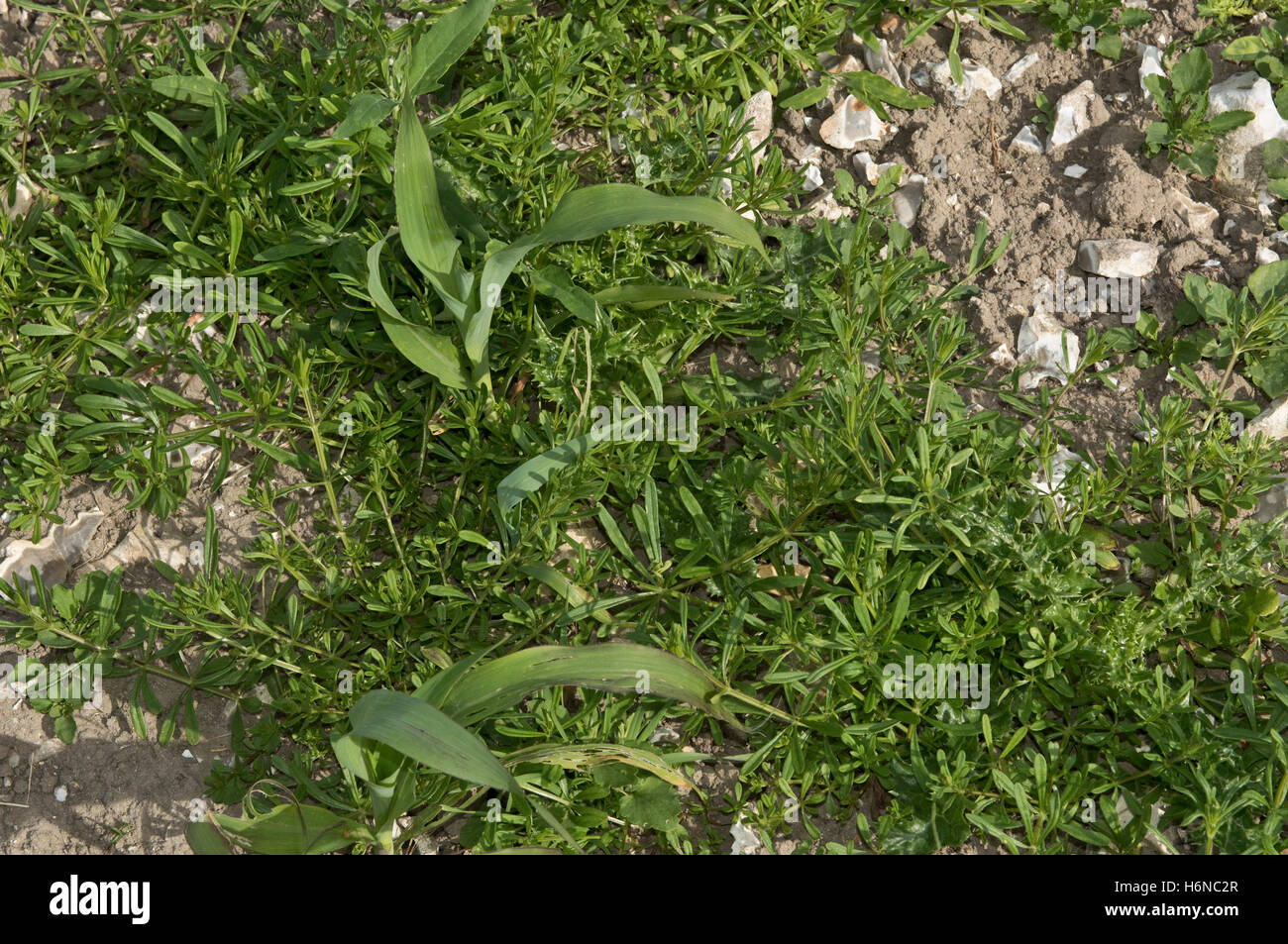 Cleavers, Galium aparine, erbacce speading attraverso un giovane di mais o granoturco raccolto sul sassoso chalk suolo, Luglio Foto Stock