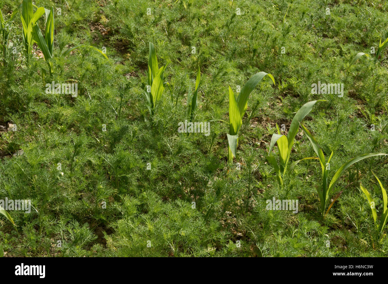 Mayweed o camomilla, Matricaria sp., erbe infestanti in un giovane di mais o granoturco raccolto sul sassoso chalk suolo, Luglio Foto Stock
