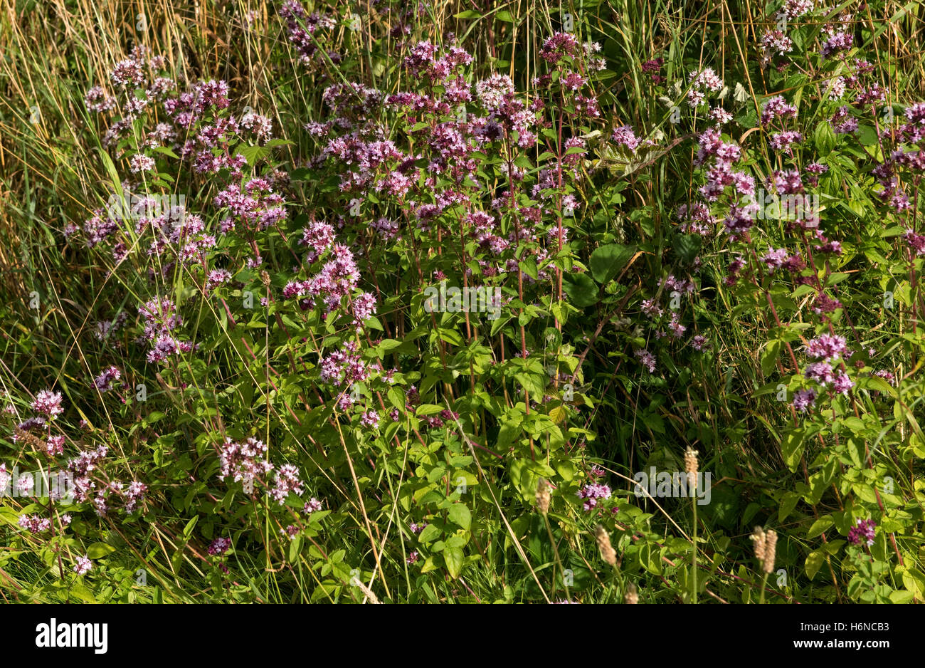Wild maggiorana o origano, Origanum vulgare, piante fiorite su downland prateria, Berkshire, Agosto Foto Stock