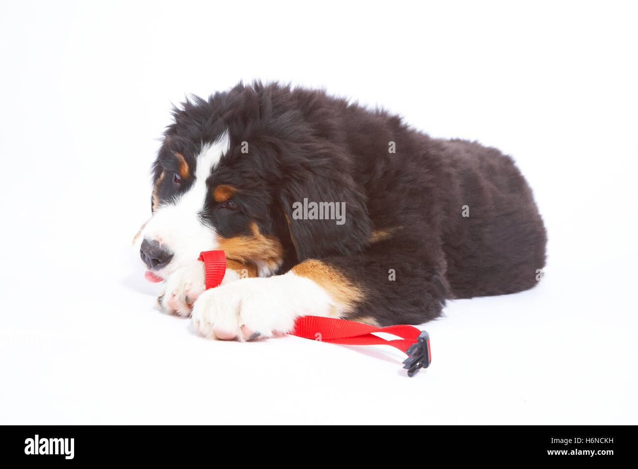 animali domestici Foto Stock
