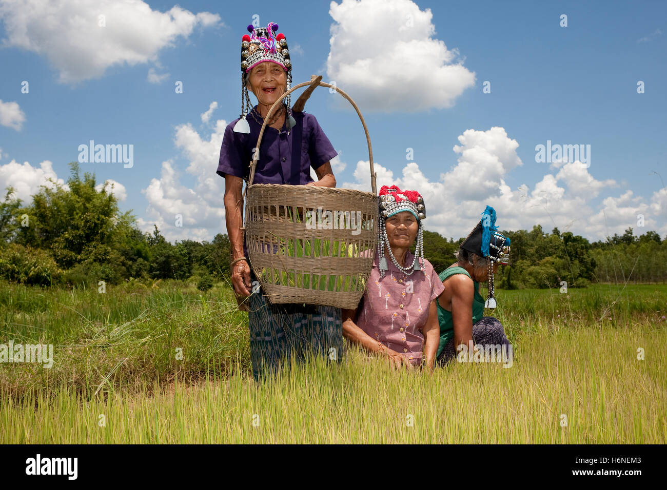 Donne asiatiche al campo di riso,akha Foto Stock