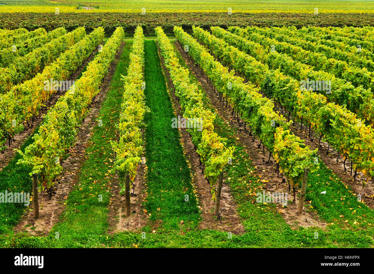 campi in erba Foto Stock