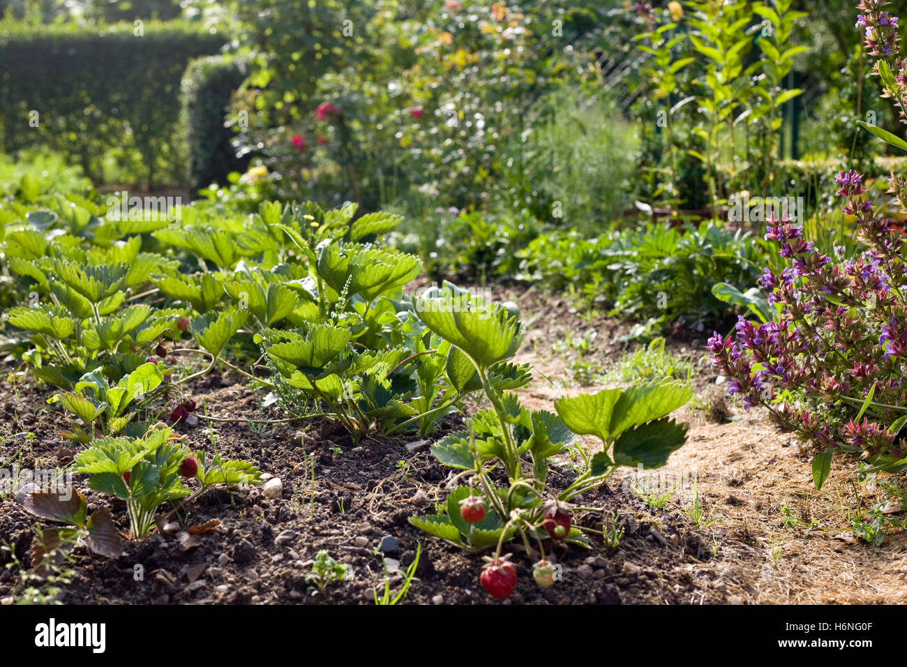 Erdbeerzeit Foto Stock