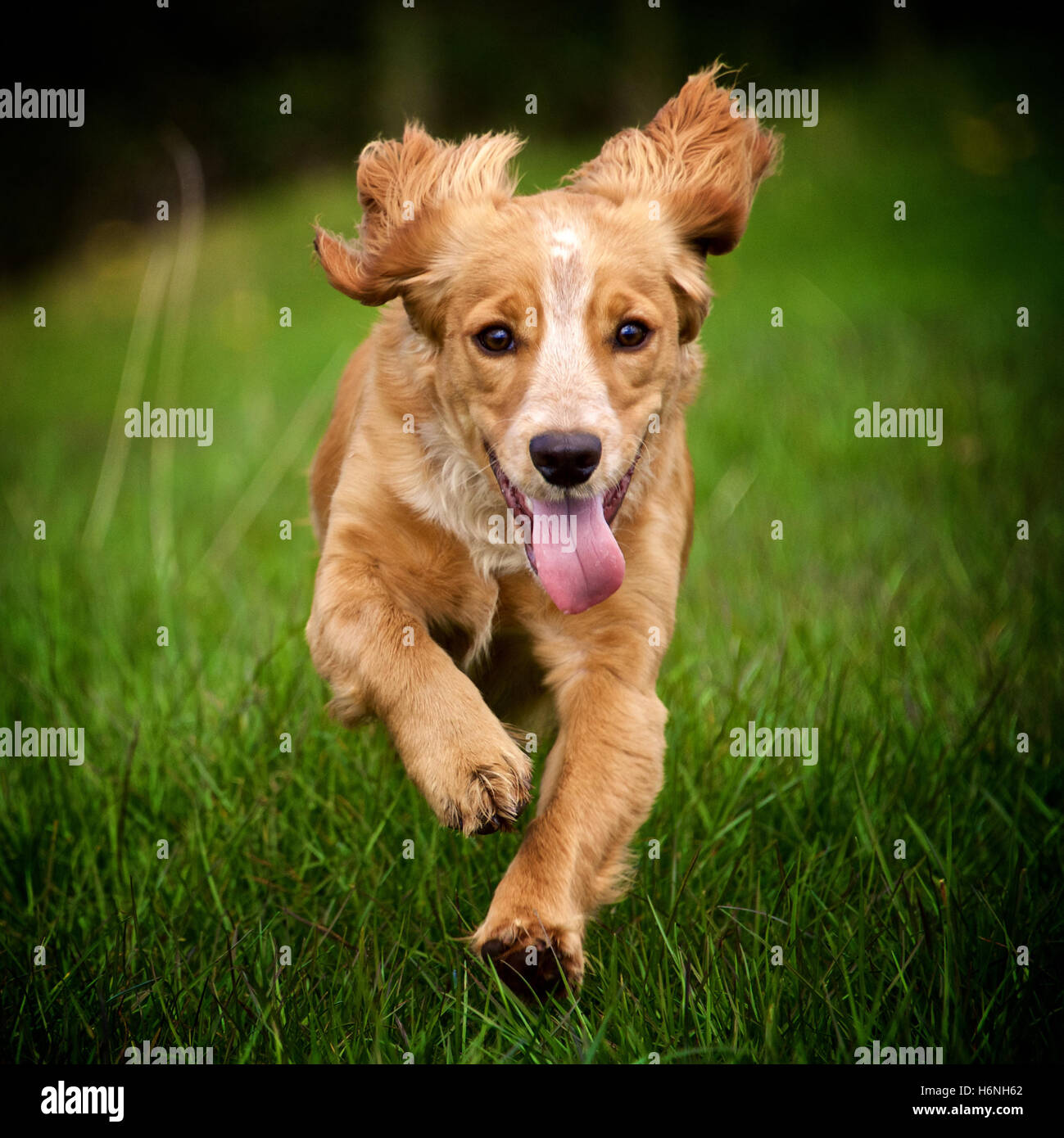Golden cocker spaniel cane che corre attraverso un campo di erba Foto Stock