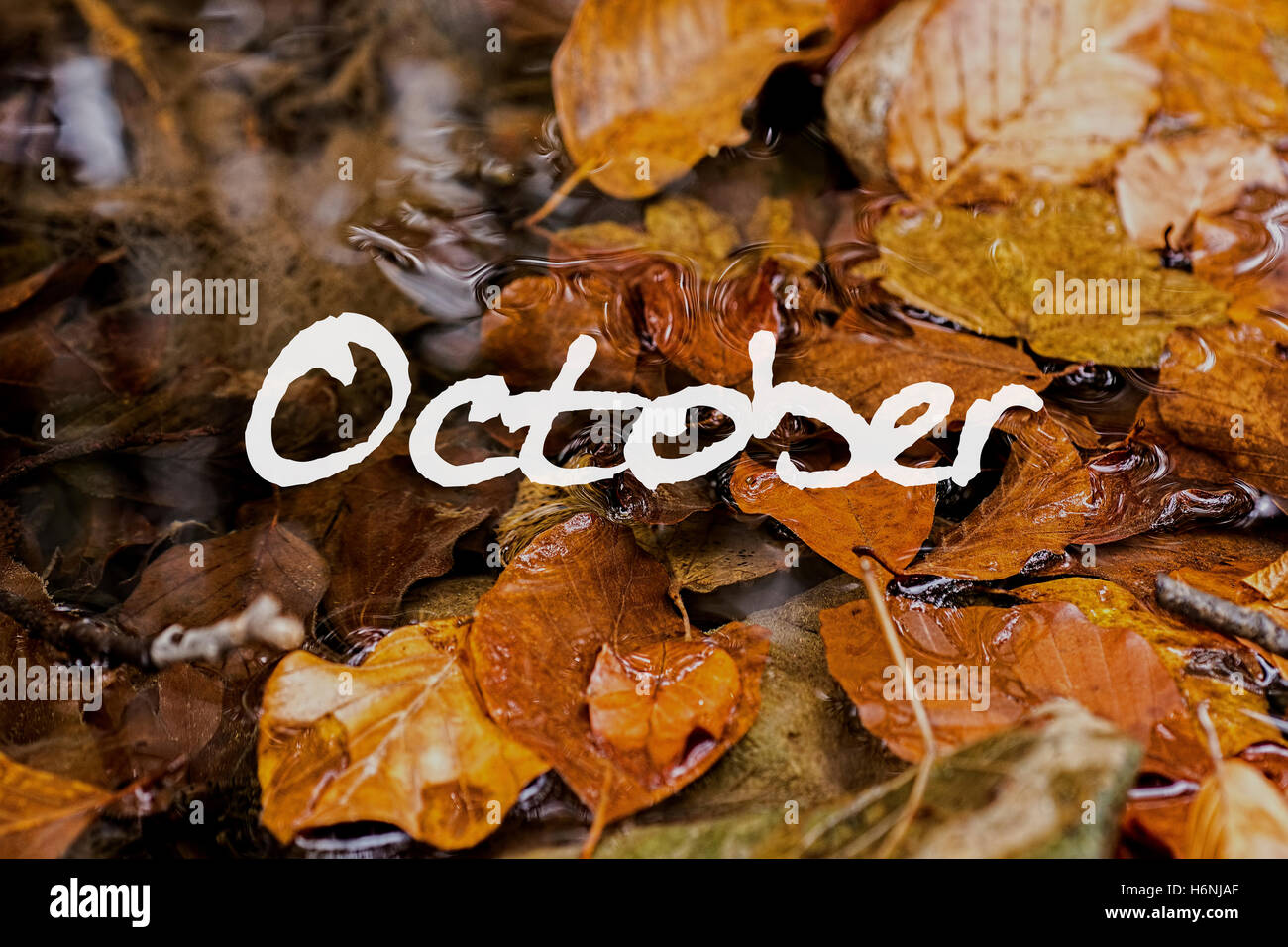 Foglie di autunno nel torrente. Ottobre del concetto di carta da parati. Foto Stock