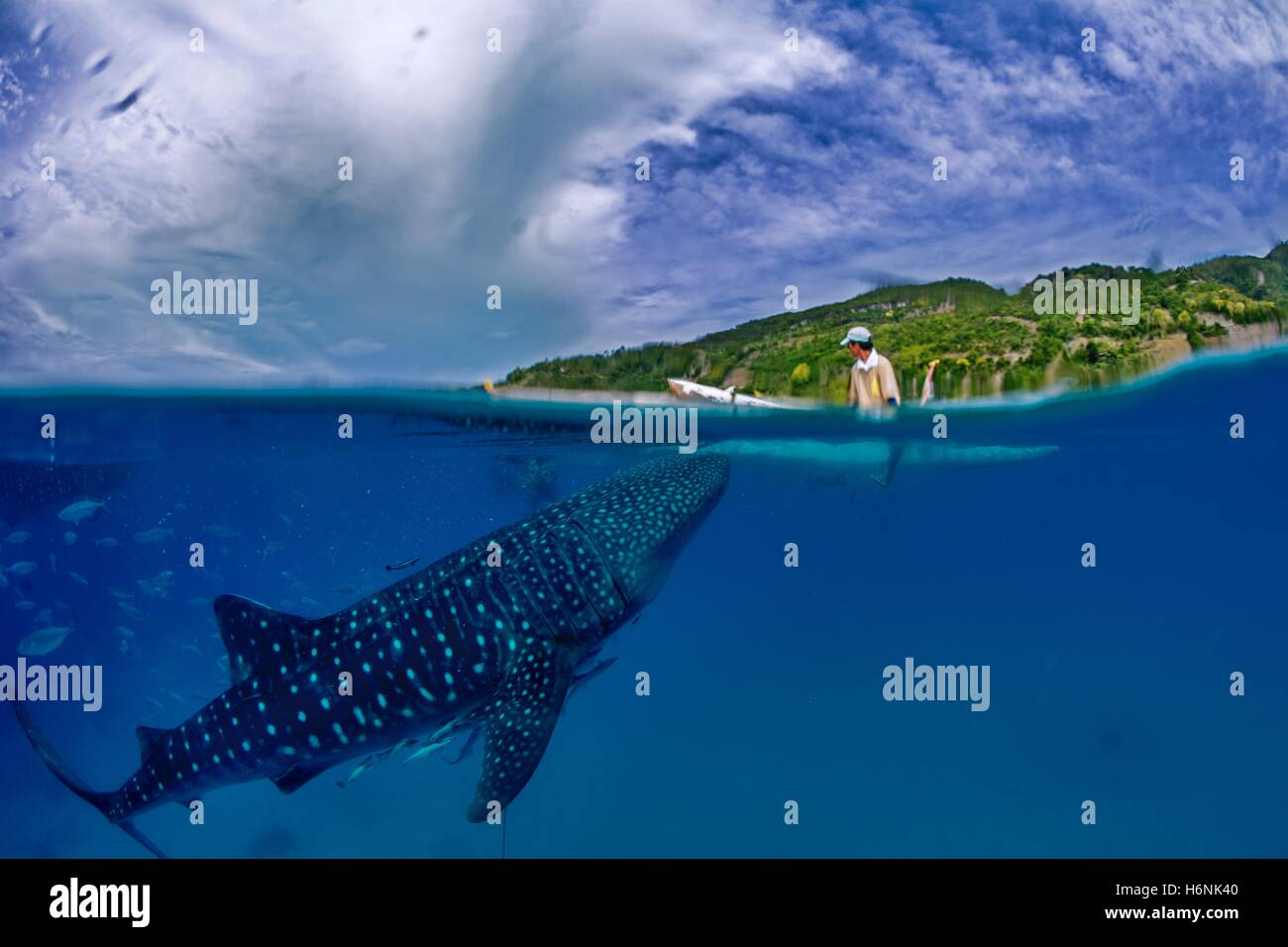 Squalo Balena e fisherman, Oslob, Cebu, Filippine Foto Stock