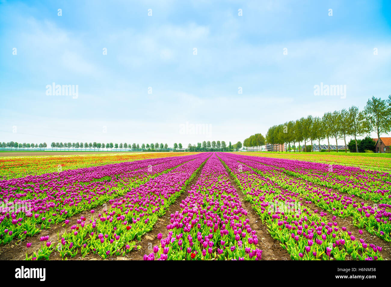 Tulip blossom colorati fiori di campo di coltivazione in primavera. Il keukenhof olanda o Paesi Bassi, l'Europa. Foto Stock
