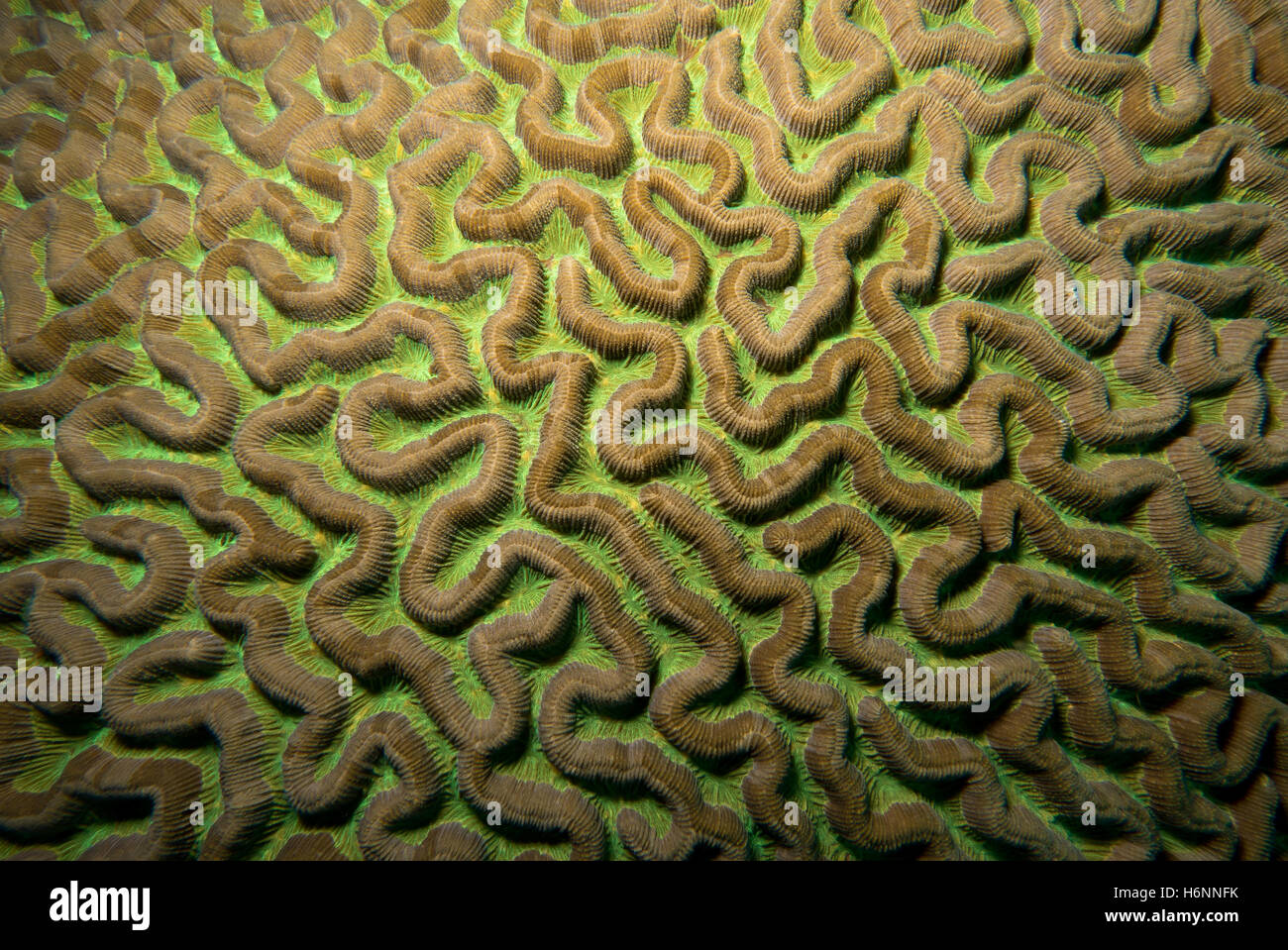 Coral del cervello in Martinica Foto Stock