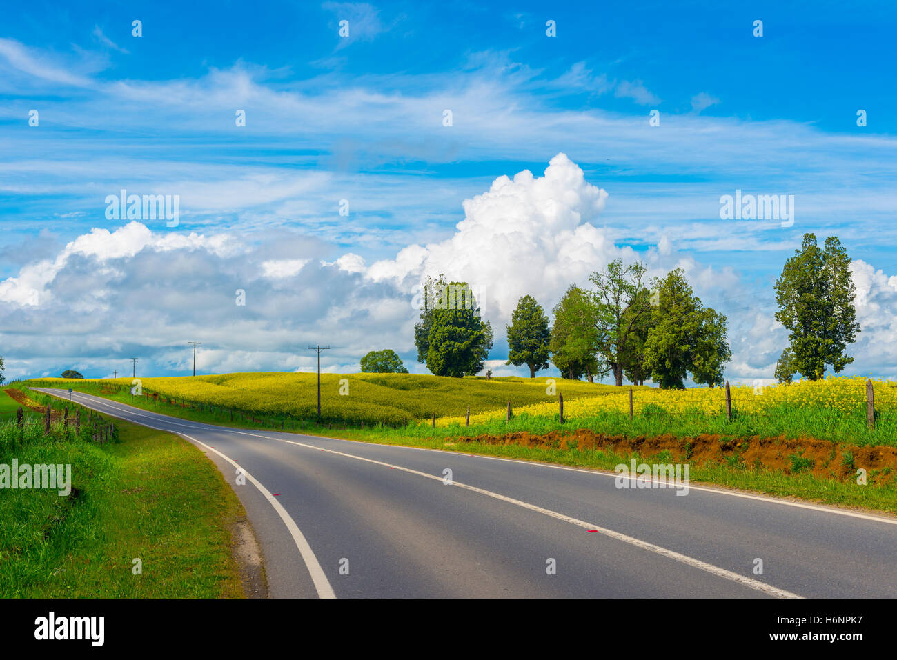 La piantagione di strada raps Foto Stock
