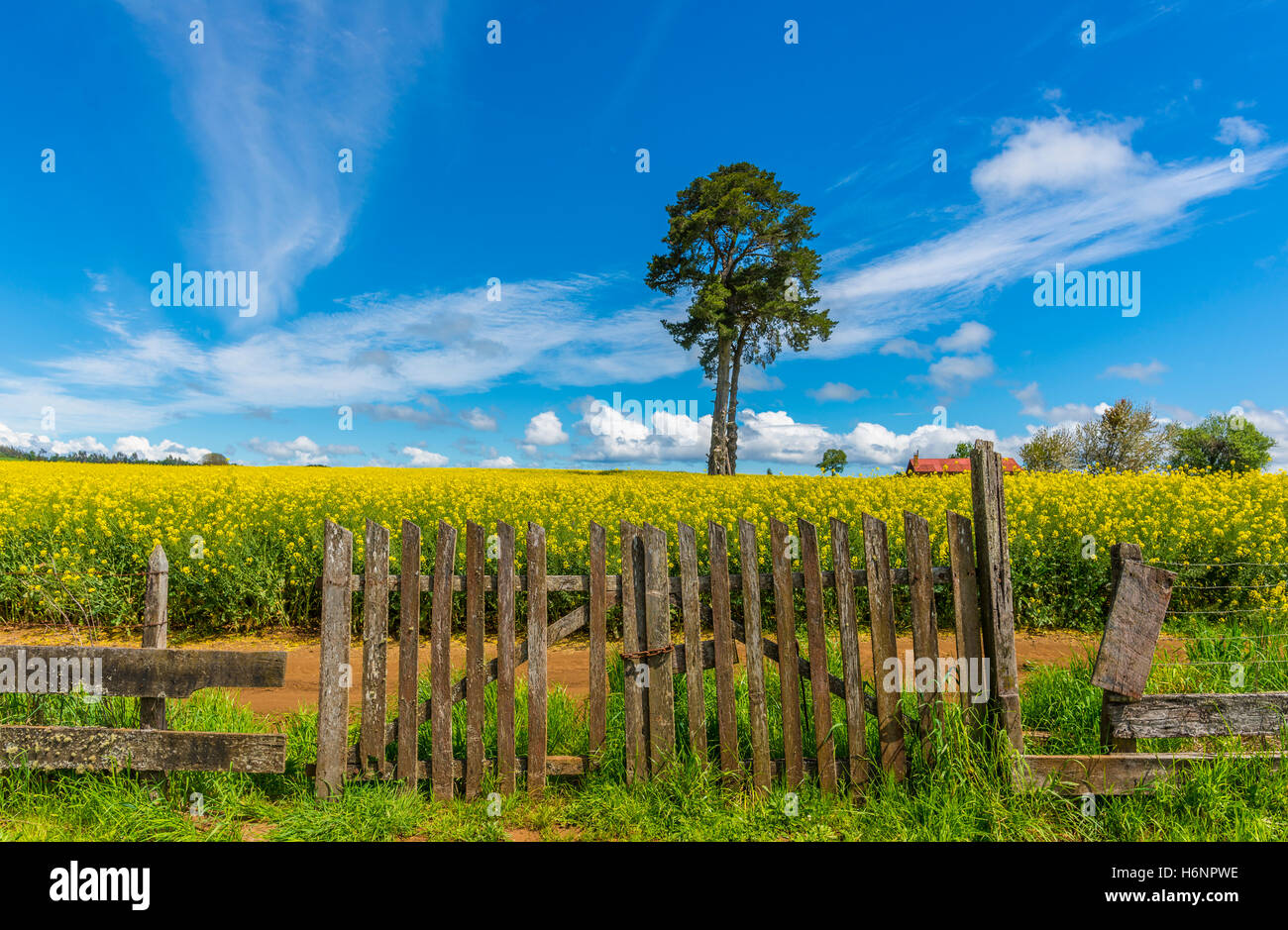 Albero in cantiere Foto Stock
