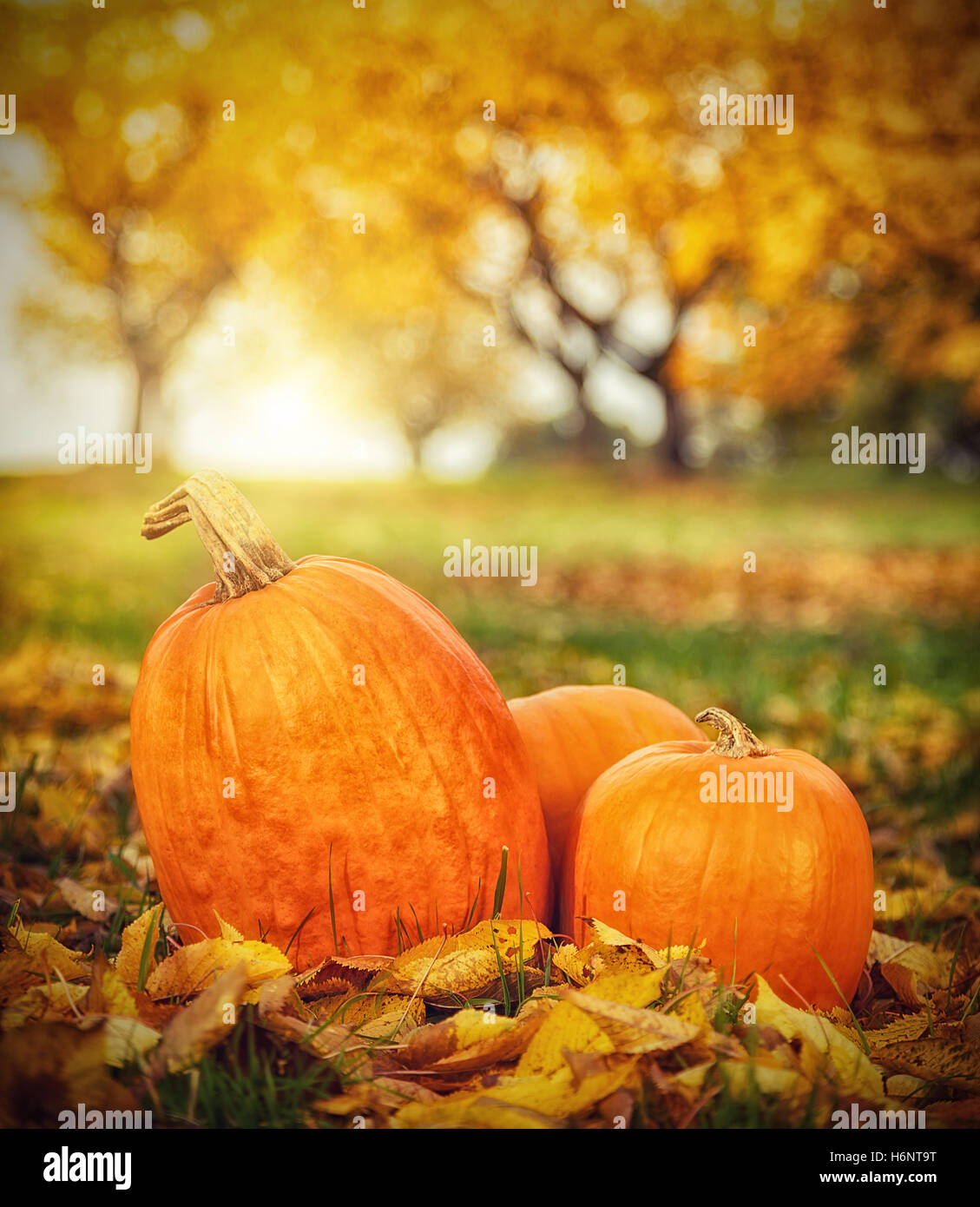 Autunno zucche in caduta foglie, concetto di ringraziamento in esterni Foto Stock