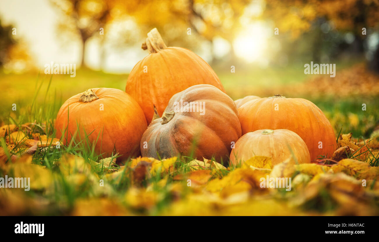 Autunno zucche in caduta foglie, concetto di ringraziamento in esterni Foto Stock