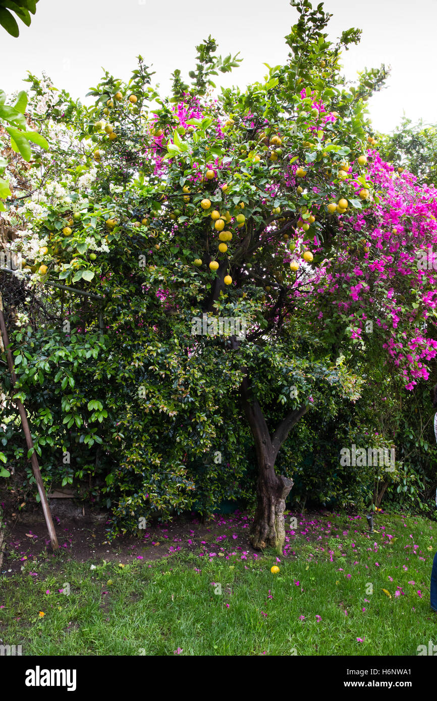 Lemon Tree in un cortile in California Foto Stock