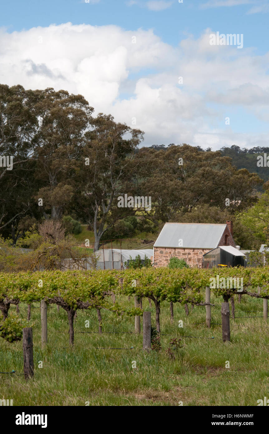 Scena pastorale presso il centro storico di insediamento di Betania, la Barossa Valley, Sud Australia Foto Stock
