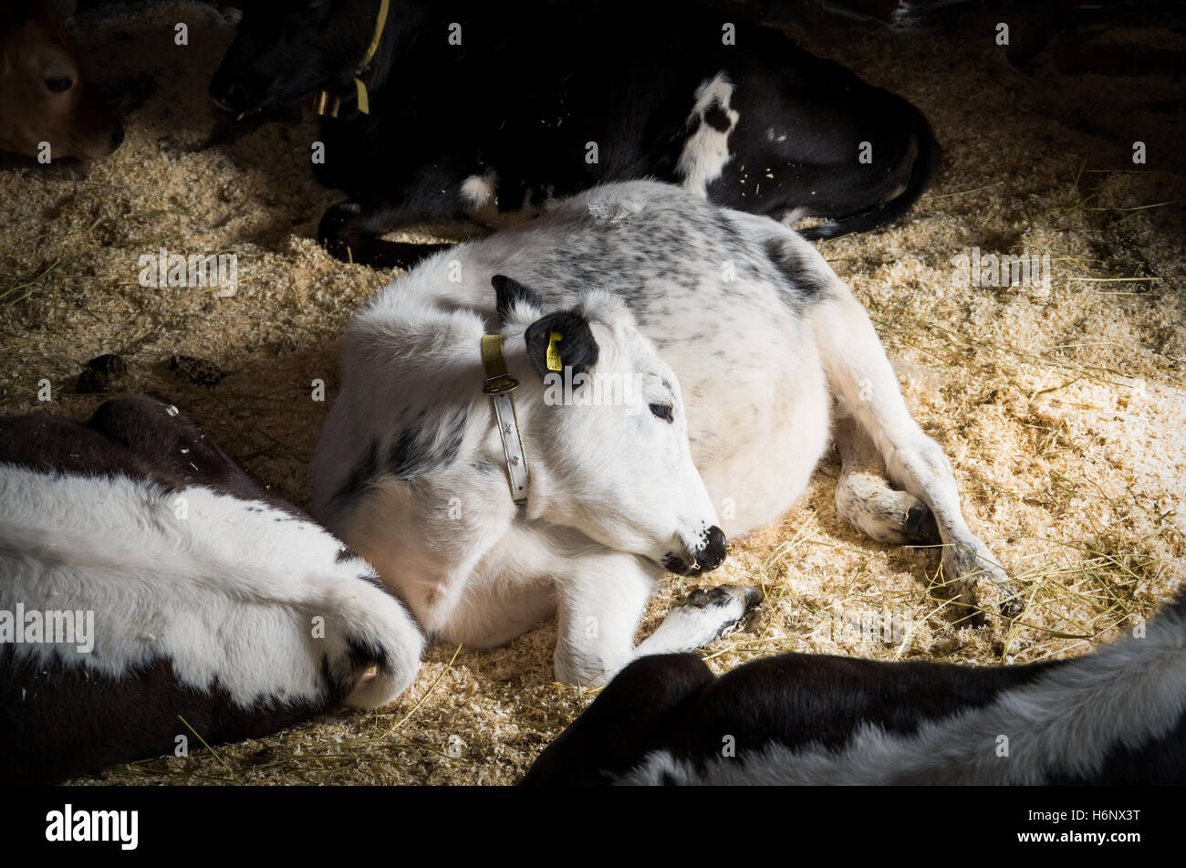 Un vitello di svedese di razza di montagna, un'antica specie (razza autoctona) dal nord della Svezia, in appoggio sui trucioli di legno Foto Stock
