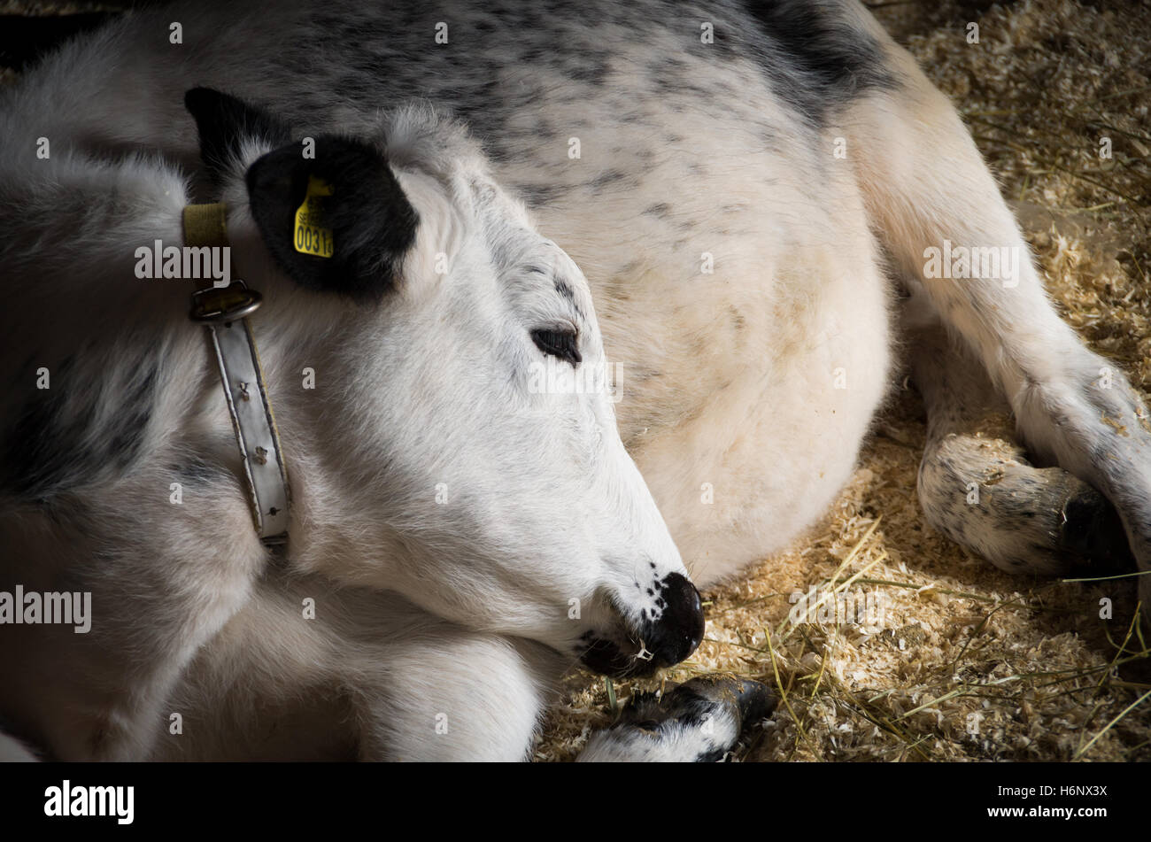 Un vitello di svedese di razza di montagna, un'antica specie (razza autoctona) dal nord della Svezia, in appoggio sui trucioli di legno Foto Stock
