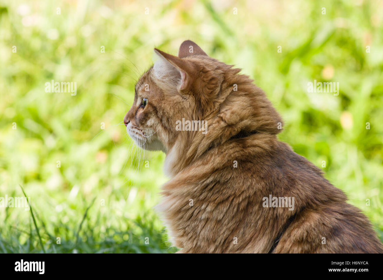 Gatto Siberiano profilo laterale su un prato verde dello sfondo. Foto Stock
