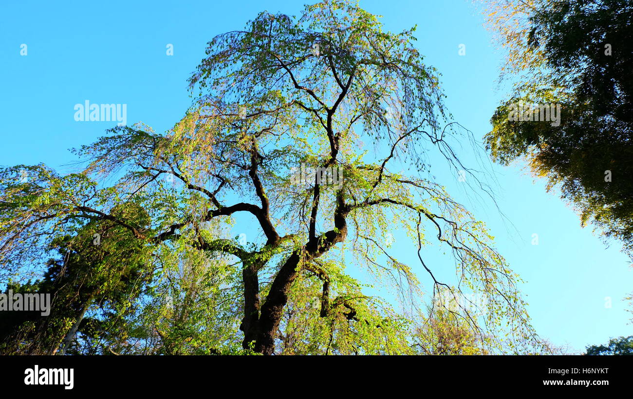 Altezza albero gigante in primavera con bright foglie verdi e blu cielo Foto Stock