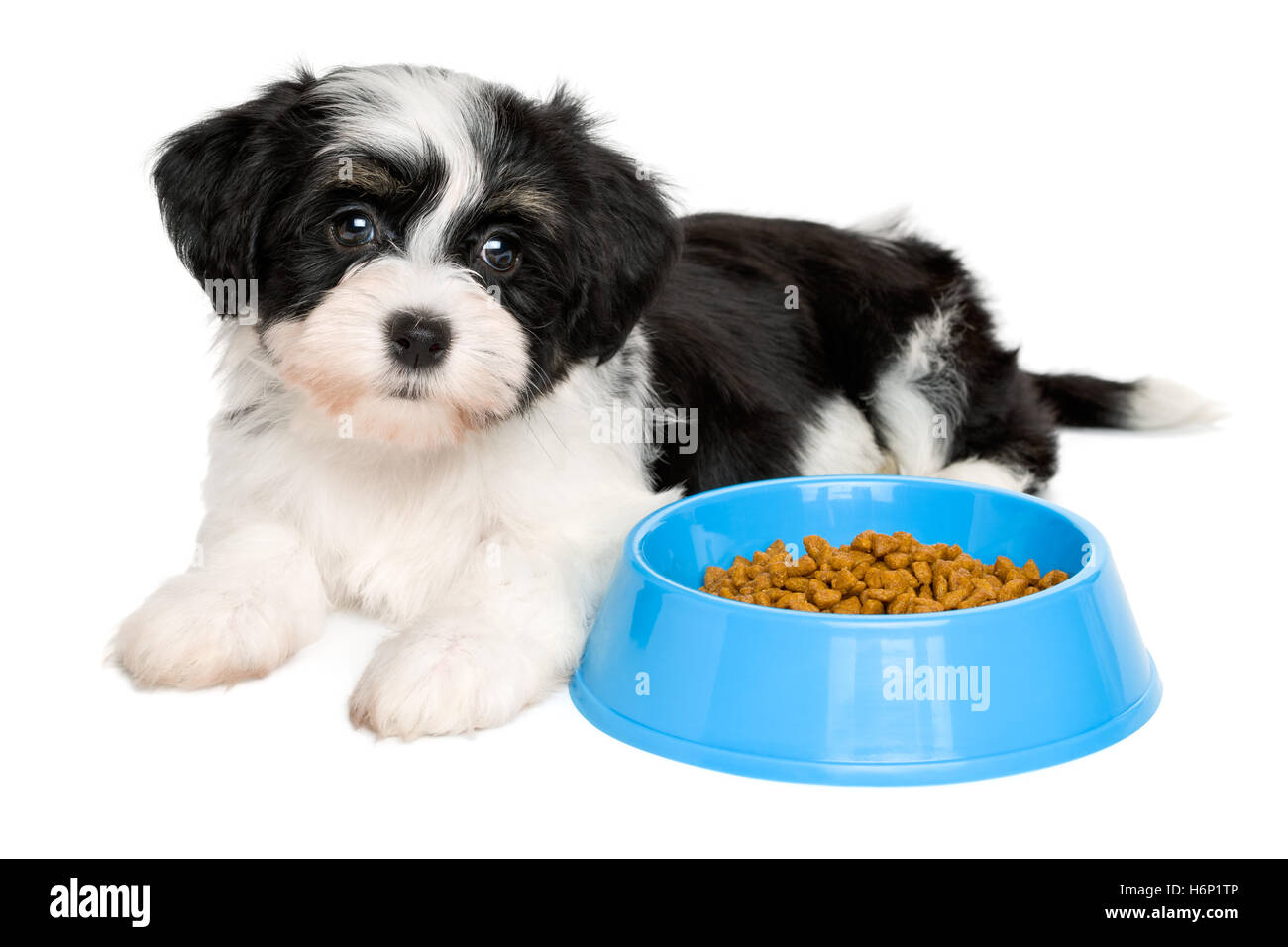 Carino Havanese cucciolo che giace accanto al blu di una ciotola di cibo Foto Stock