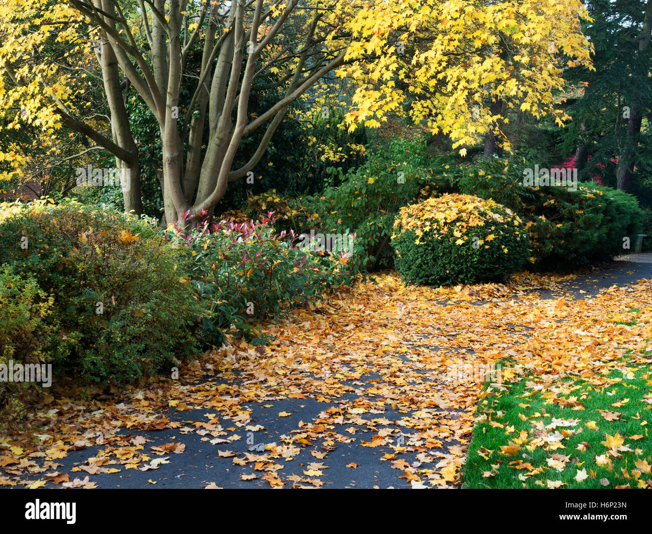 Caduta foglie su un percorso in Bebra Giardini in autunno Knaresborough North Yorkshire, Inghilterra Foto Stock